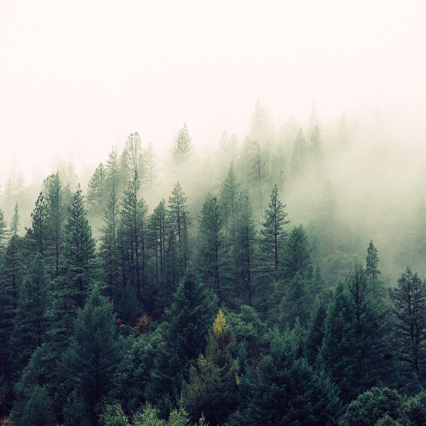 Wald als Nachhaltige Ressoucre